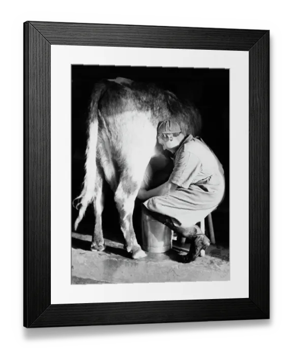 Framed Print : Land Girl Milking Cow