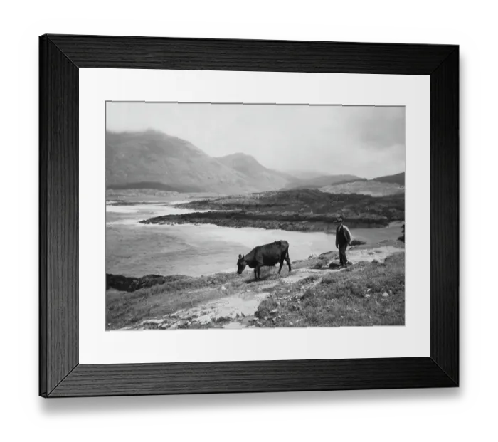 Framed Print : Connemara Cowherd Framed Print : Connemara Cowherd