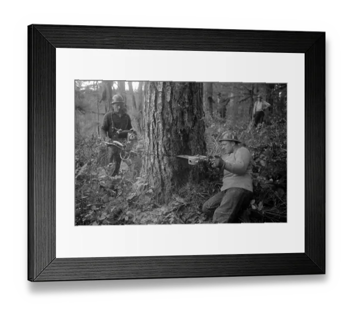 Framed Print : Chainsaw. 10th August 1939: A logger uses a chain saw to fell a tree in