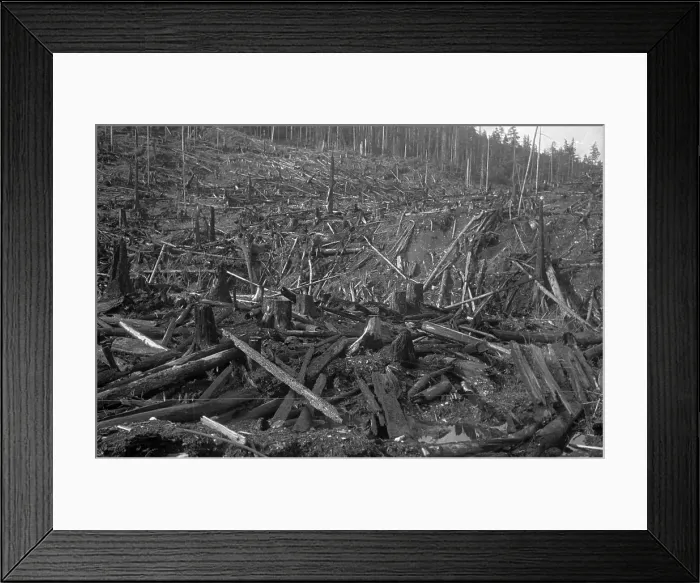 Framed Print : Dead Forest
