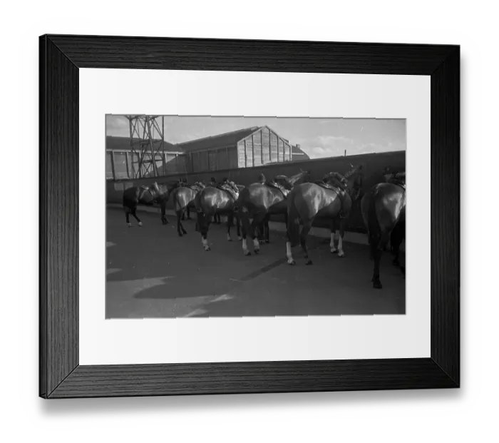Framed Print : Police Horses Framed Print : Police Horses