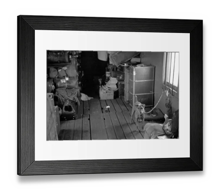 Framed Print : Dog Passenger Framed Print : Dog Passenger