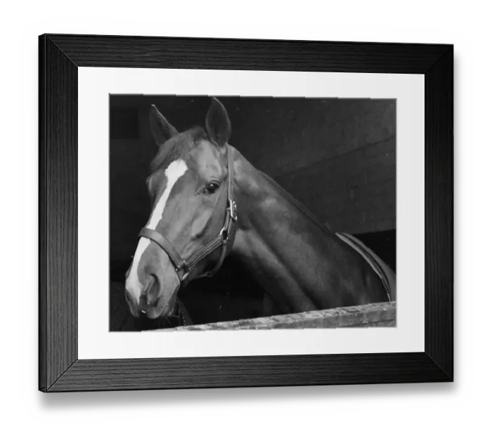 Framed Print : Racehorse. 20th May 1939: The racehorse Blue Peter in its stable