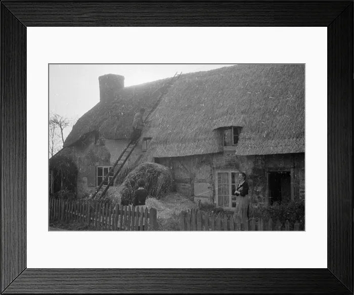 Framed Print : Thatching The Roof Framed Print : Thatching The Roof