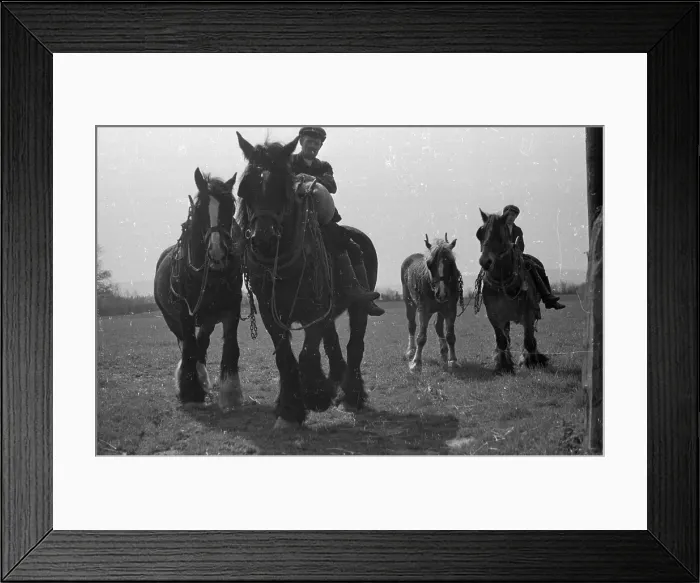 Framed Print : Working Horses Framed Print : Working Horses