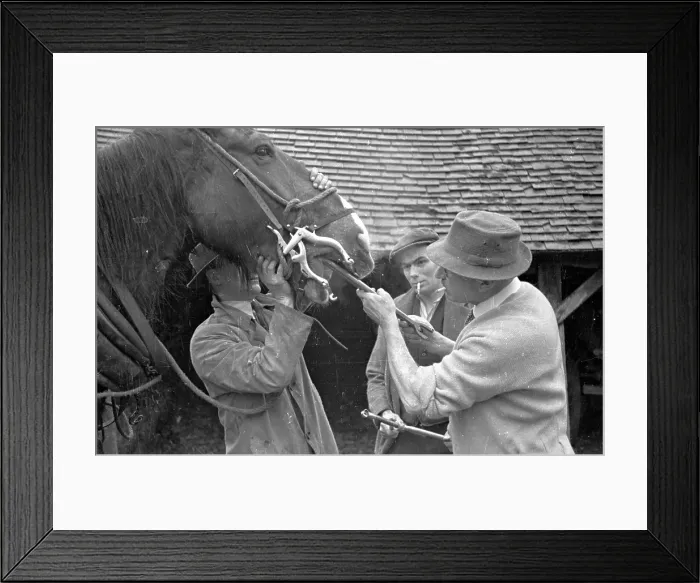 Framed Print : Horse Teeth Clip Framed Print : Horse Teeth Clip