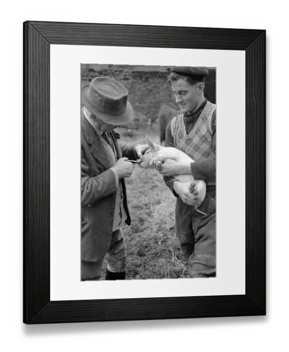 Framed Print : Piglet Tooth Trim Framed Print : Piglet Tooth Trim