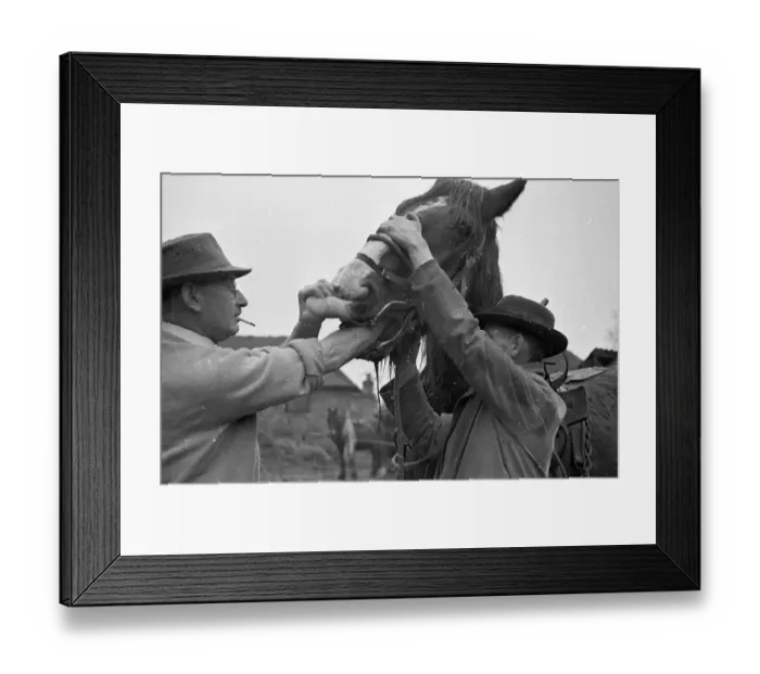 Framed Print : Horse Teeth Check Framed Print : Horse Teeth Check