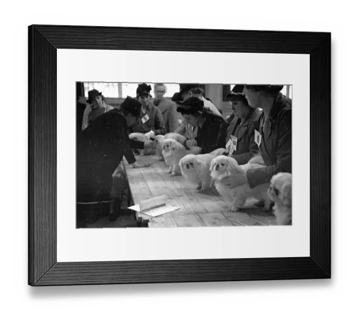 Framed Print : White Pekes Framed Print : White Pekes
