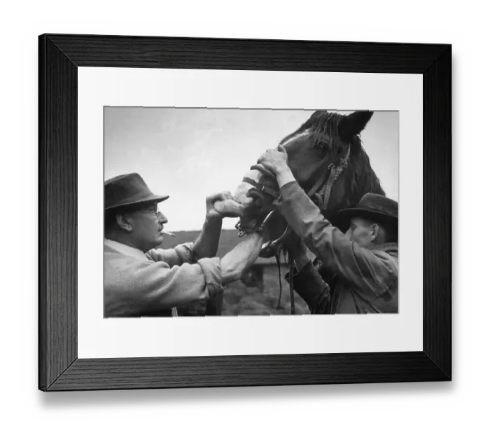 Framed Print : Tooth Inspection Framed Print : Tooth Inspection