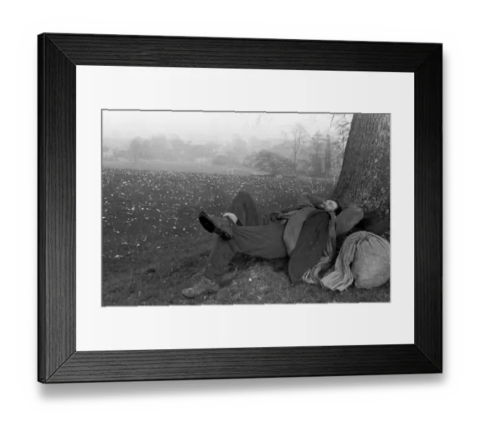 Framed Print : Afternoon Nap Framed Print : Afternoon Nap