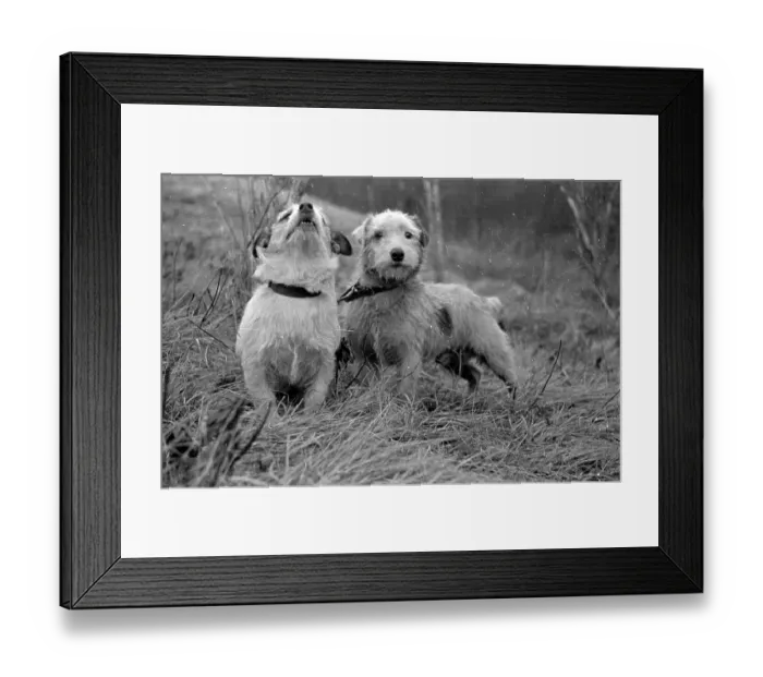 Framed Print : Jack Russells Framed Print : Jack Russells