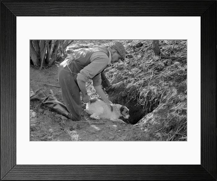 Framed Print : Hunting Dog