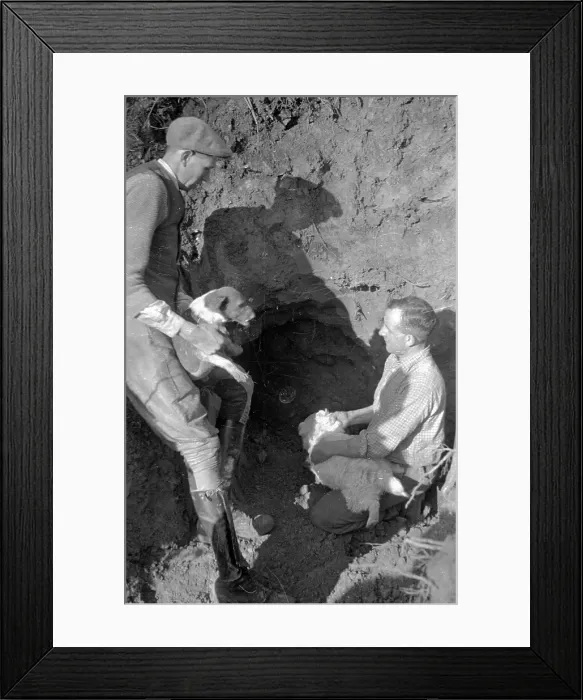 Framed Print : Changing Terriers Framed Print : Changing Terriers