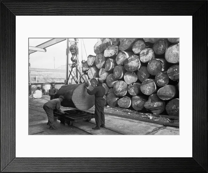 Framed Print : Mahogany Logs Framed Print : Mahogany Logs