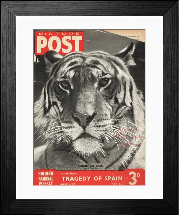 Framed Print : Picture Post Tiger