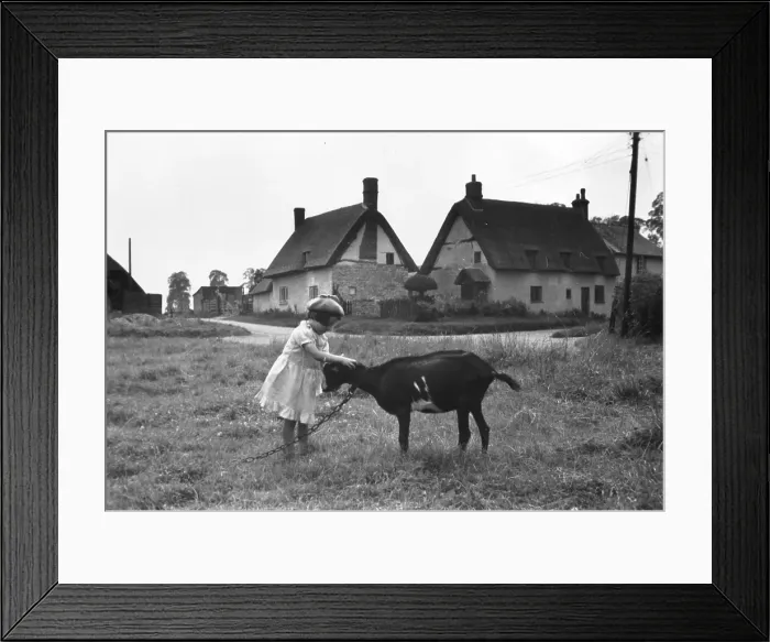 Framed Print : Stroking Goat Framed Print : Stroking Goat