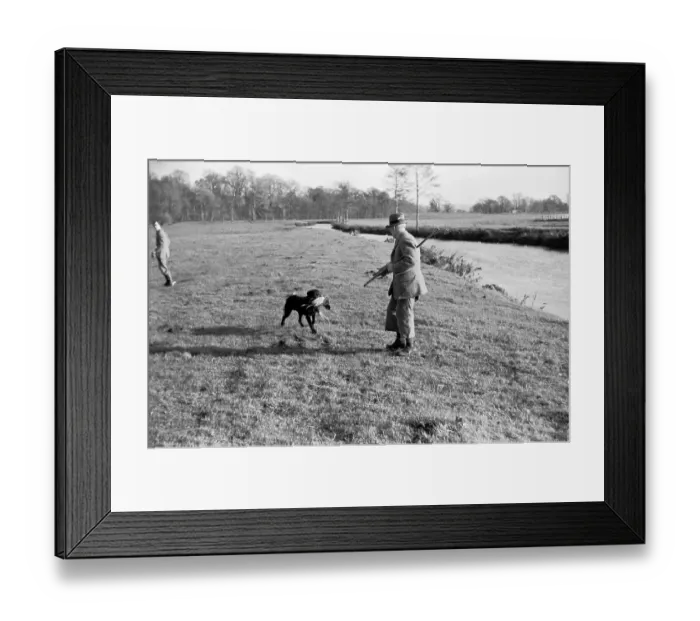 Framed Print : Gun Dog. 24th December 1938: A labrador retriever brings its master a felled