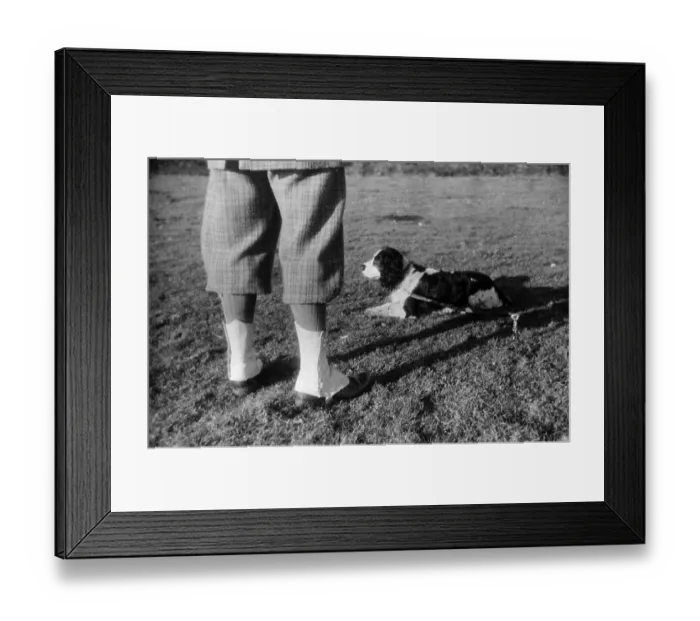 Framed Print : Hunting Spaniel