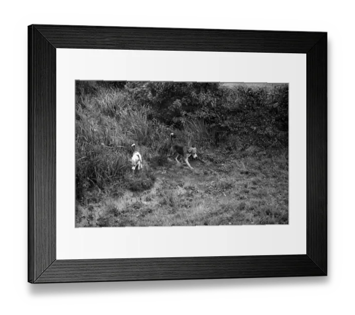 Framed Print : Fox Hounds Framed Print : Fox Hounds
