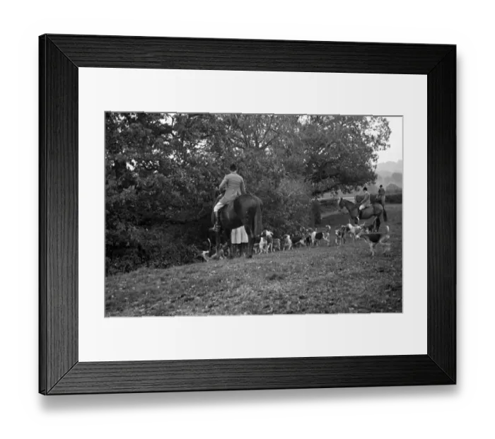 Framed Print : Fox Hunt. 19th November 1938: Huntsmen and their hounds close in on a covert Framed Print : Fox Hunt. 19th November 1938: Huntsmen and their hounds close in on a covert