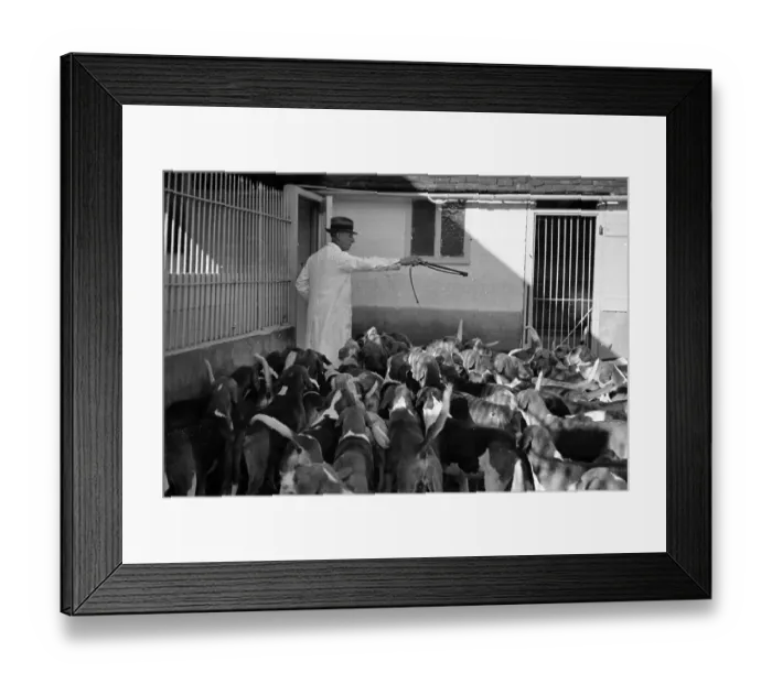 Framed Print : Hound Selection Framed Print : Hound Selection