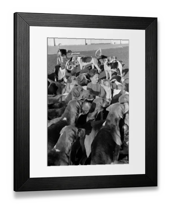 Framed Print : Hunting Hounds Framed Print : Hunting Hounds