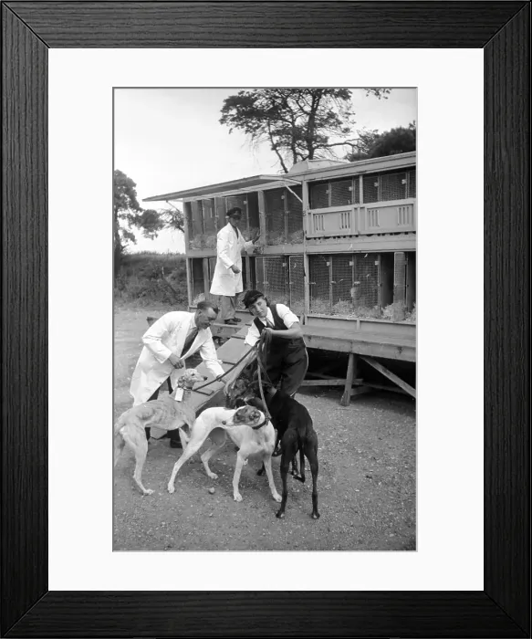 Framed Print : Dogs And Kennels Framed Print : Dogs And Kennels