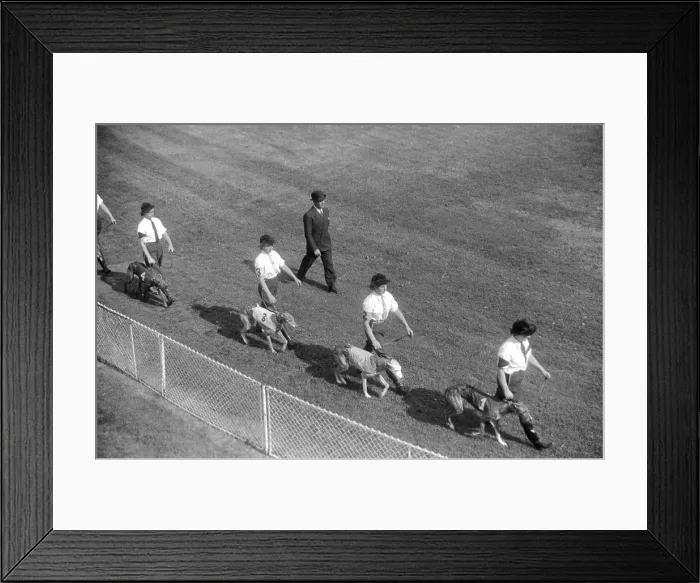 Framed Print : Leading Greyhounds