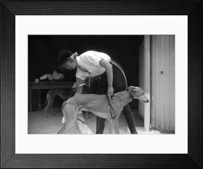 Framed Print : Greyhound. 15th October 1938: A trainer with a greyhound before a race Framed Print : Greyhound. 15th October 1938: A trainer with a greyhound before a race