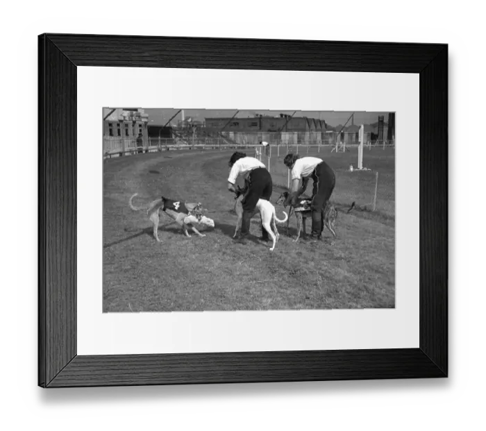 Framed Print : Rubbing Greyhounds Framed Print : Rubbing Greyhounds
