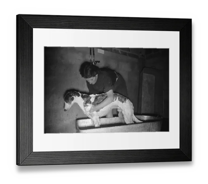 Framed Print : Greyhound In Bath Framed Print : Greyhound In Bath