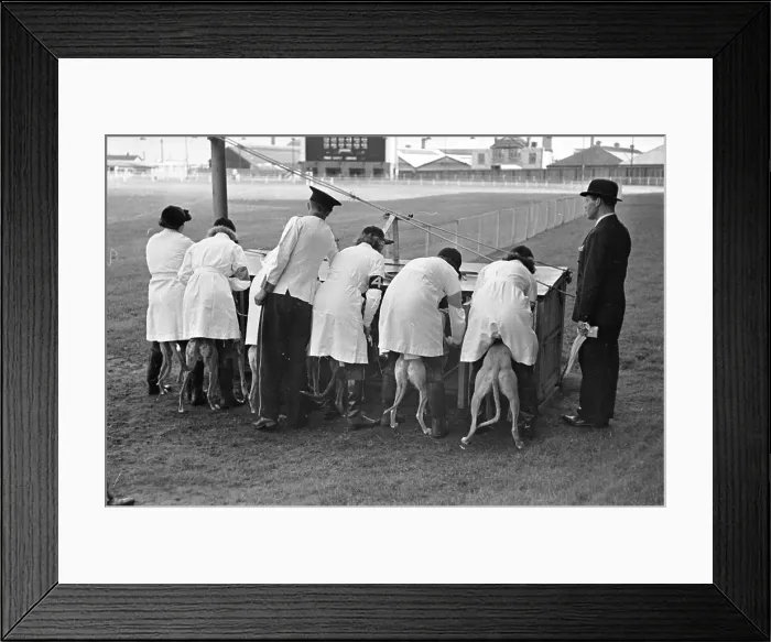 Framed Print : Lining Up Dogs Framed Print : Lining Up Dogs