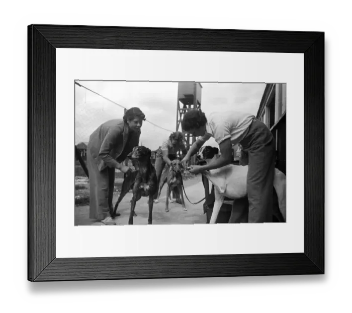 Framed Print : Grooming Dogs Framed Print : Grooming Dogs