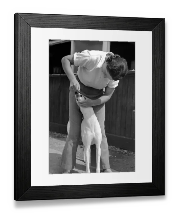 Framed Print : Cleaning Dog's Teeth Framed Print : Cleaning Dog's Teeth