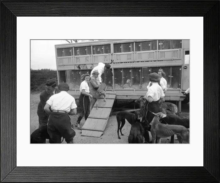 Framed Print : Trainers And Dogs Framed Print : Trainers And Dogs
