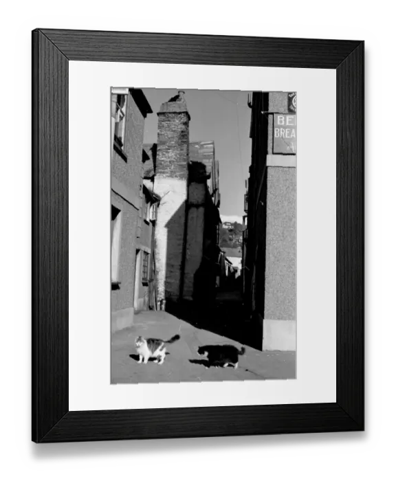 Framed Print : Cats In Street Framed Print : Cats In Street