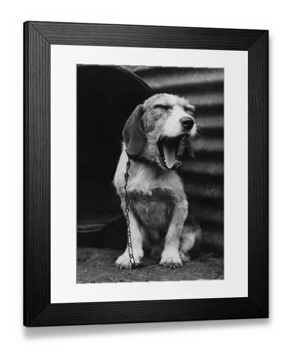 Framed Print : Terrier Yawn Framed Print : Terrier Yawn