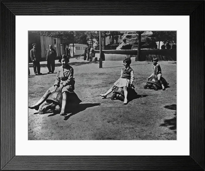 Framed Print : Tortoise Transport