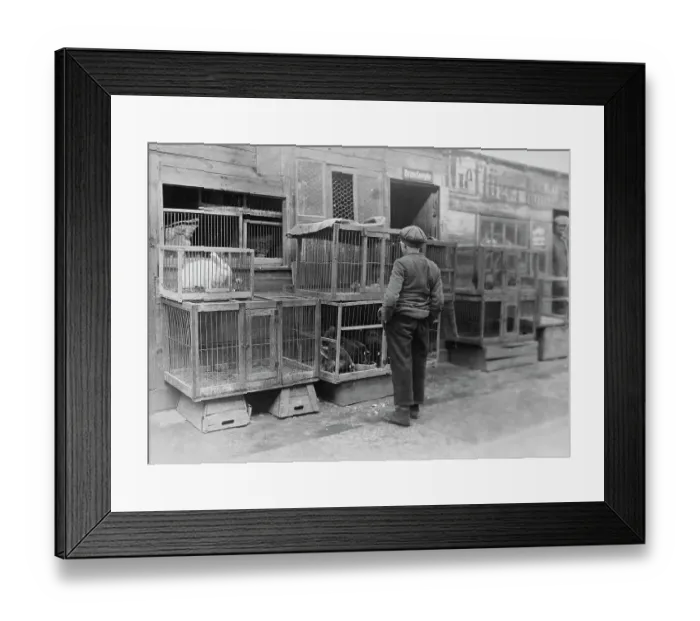 Framed Print : Poultry Dealer, Jewish Quarter, Berlin