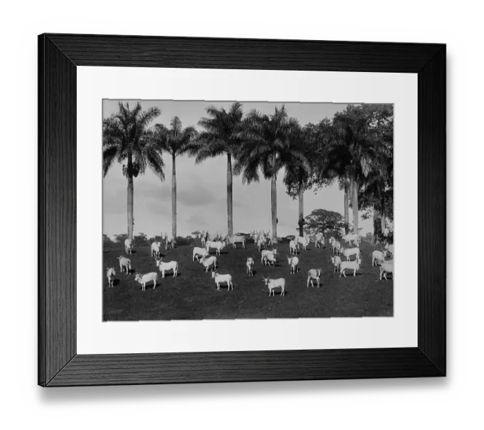 Framed Print : Cattle Grazing, Shettlewood, Jamaica Framed Print : Cattle Grazing, Shettlewood, Jamaica