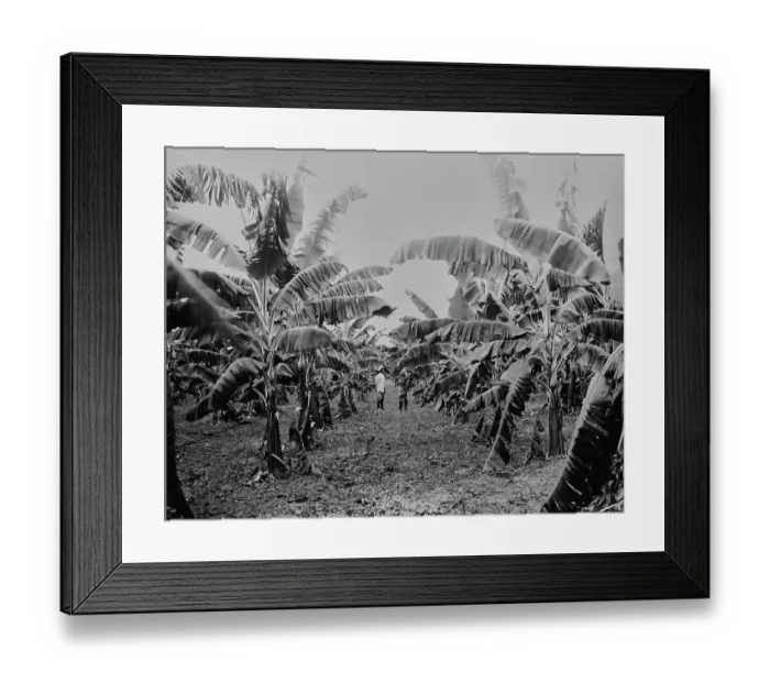 Framed Print : Banana Grove, Jamaica Framed Print : Banana Grove, Jamaica