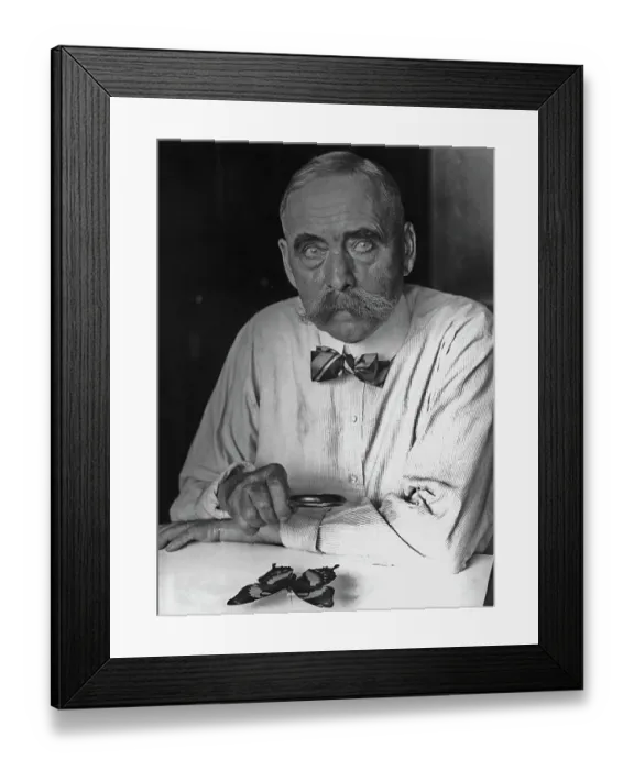 Framed Print : American Entomologist Framed Print : American Entomologist