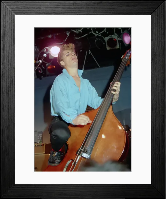 Framed Print : Photo of Stray Cats Framed Print : Photo of Stray Cats