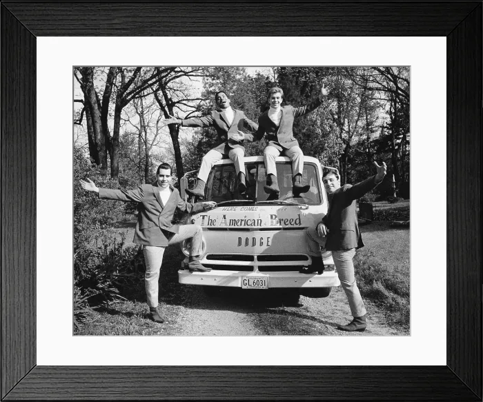 Framed Print : Photo of American Breed Framed Print : Photo of American Breed