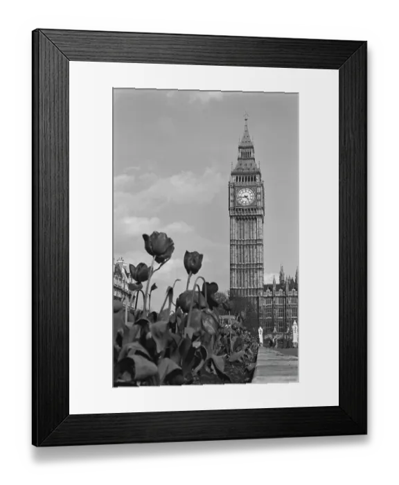Framed Print : Big Ben At The Houses Of Parliament Framed Print : Big Ben At The Houses Of Parliament