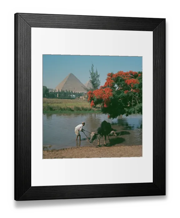 Framed Print : Watering Hole, Giza Framed Print : Watering Hole, Giza
