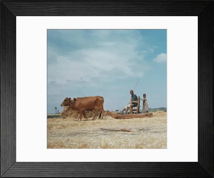 Framed Print : Threshing Wheat In Egypt Framed Print : Threshing Wheat In Egypt