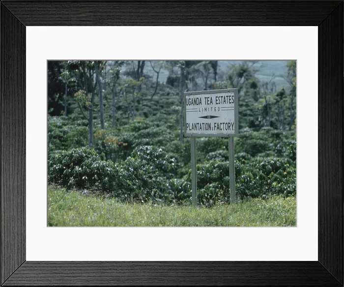 Framed Print : Uganda Tea Estates Framed Print : Uganda Tea Estates
