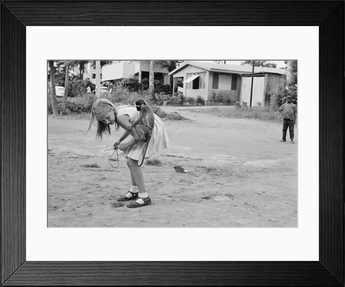 Framed Print : Monkeys Of Nigeria Framed Print : Monkeys Of Nigeria